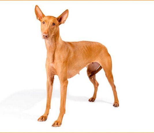 Pharaoh Hound