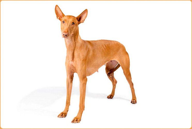 egyptian pharaoh hound price