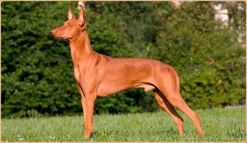 Pharaoh Hound