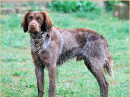 Picardy Spaniel