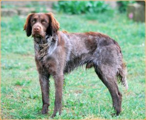 Picardy Spaniel – Powerful Gun Dog