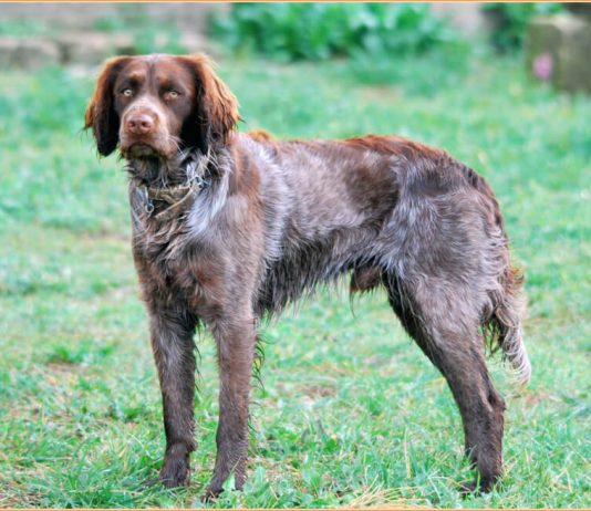 Picardy Spaniel
