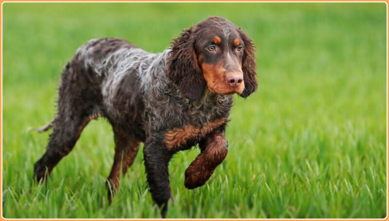 Picardy store spaniel puppies