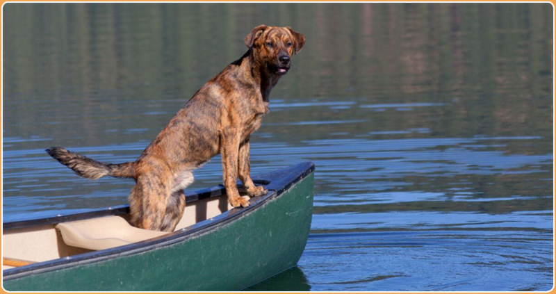 how much does plott hound maintenance cost