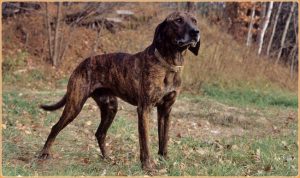 Plott Hound : Puppies, Pictures, Price