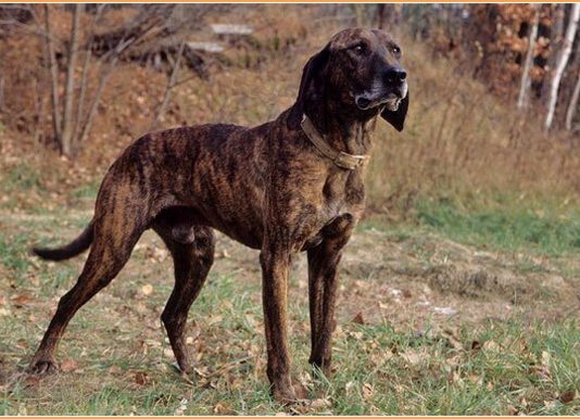 Plott Hound