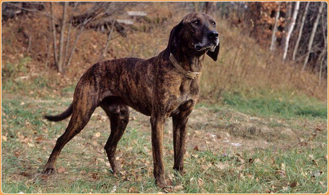 Black Plott Hound Puppies