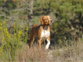 Portuguese Pointer