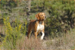 Portuguese Pointer – Good Natured Hunting Dog