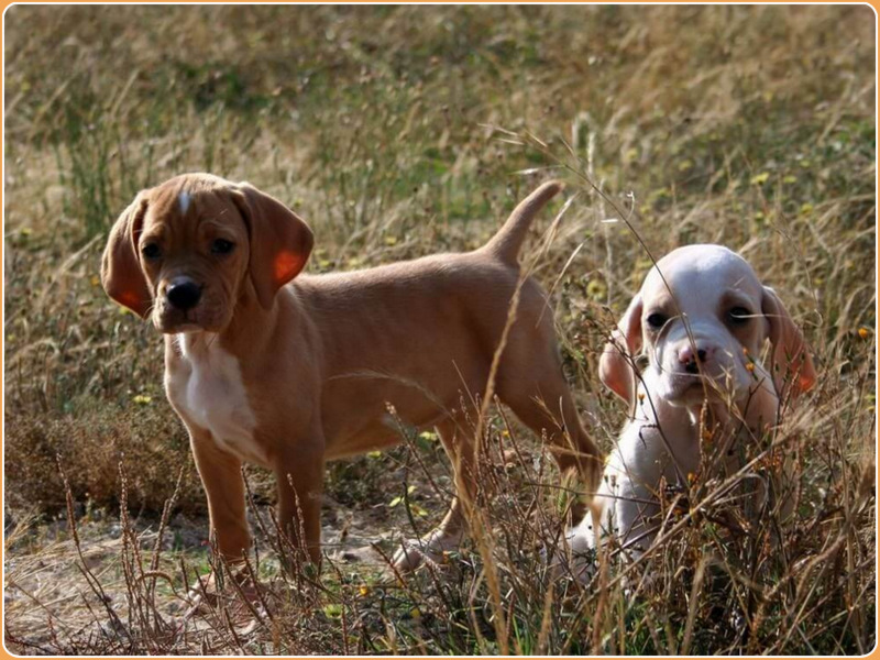 are portuguese pointers smart dogs