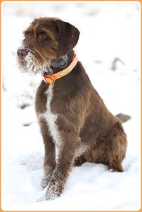Pudelpointer – Versatile Hunting Dog