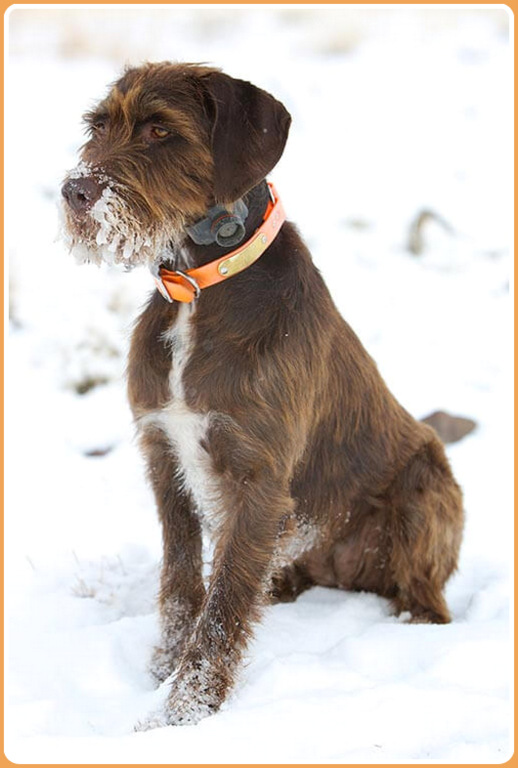 pudelpointer is a mixed breed