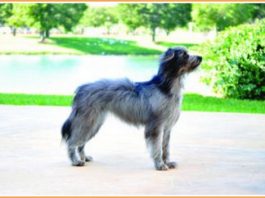 Pyrenean Shepherd