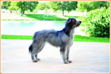 Pyrenean Shepherd