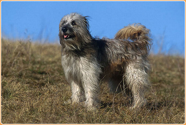 Pyrenean Shepherd