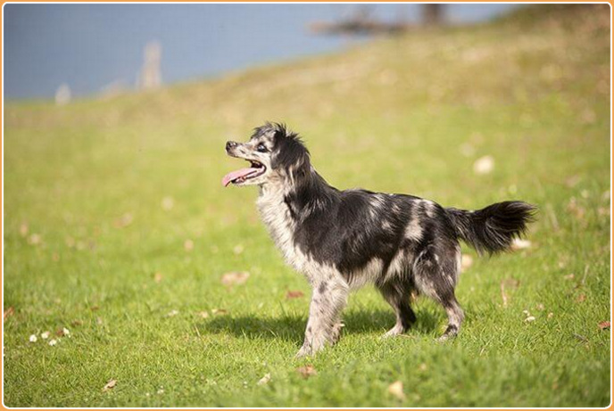 Pyrenean Shepherd