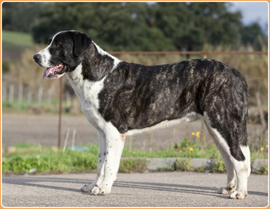 what is a rafeiro do alentejo breed dog