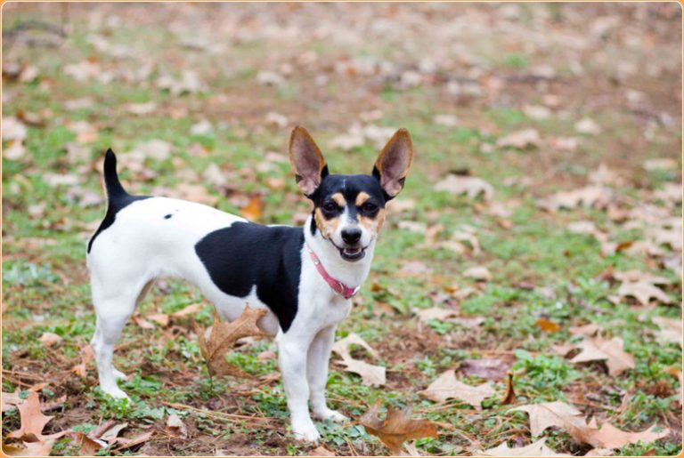 Rat Terrier - Puppies, Price, Shedding, Facts, Information | Animals Adda