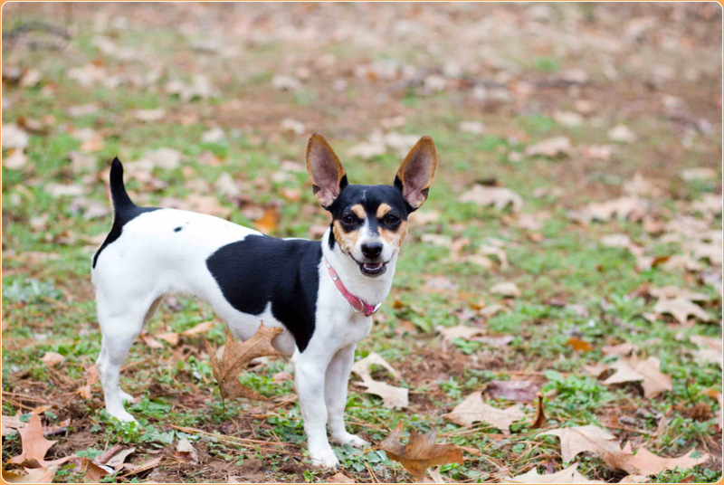 Small store rat terrier