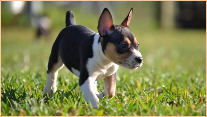 Rat Terrier