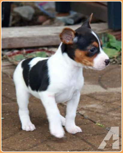 Rat Terrier - Puppies, Price, Shedding, Facts, Information | Animals Adda