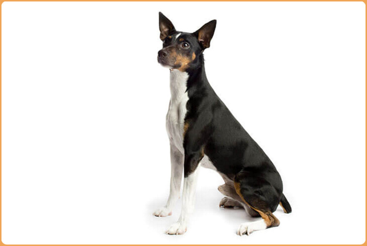 Rat Terrier