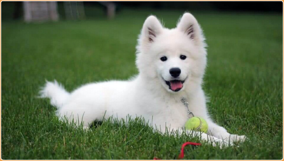 Samoyed