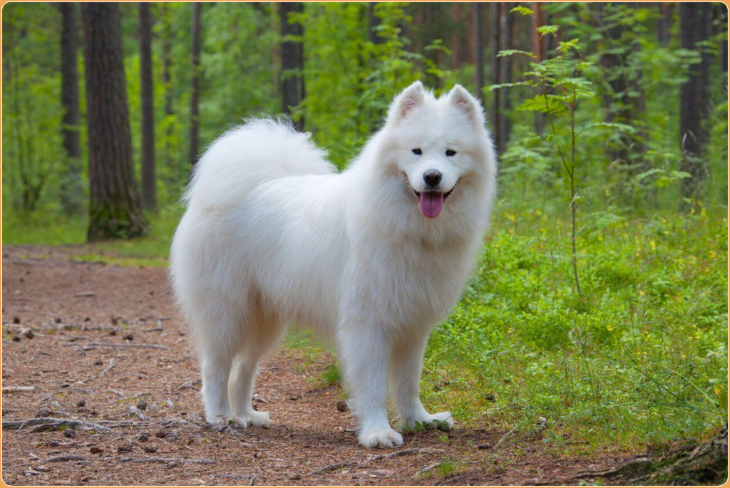 Samoyed