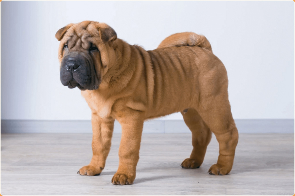 Shar Pei