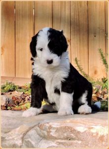 Sheepadoodle – Teddy Dog