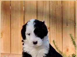 Sheepadoodle