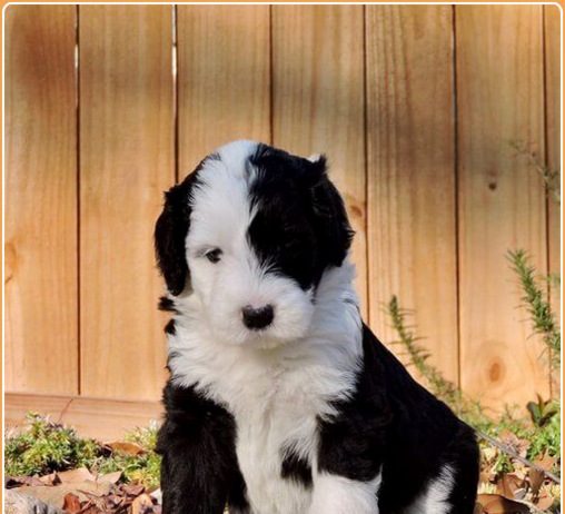 Sheepadoodle