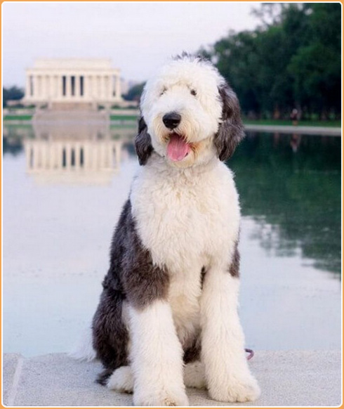 giant sheepadoodle