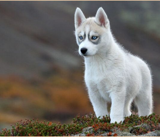 Siberian Husky