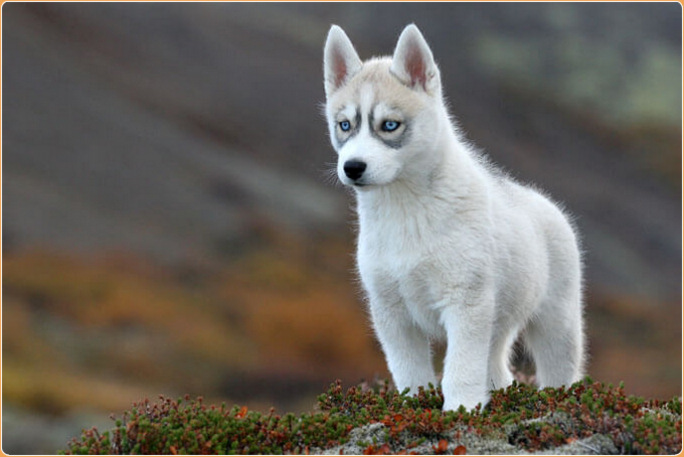 how intelligent are husky dogs