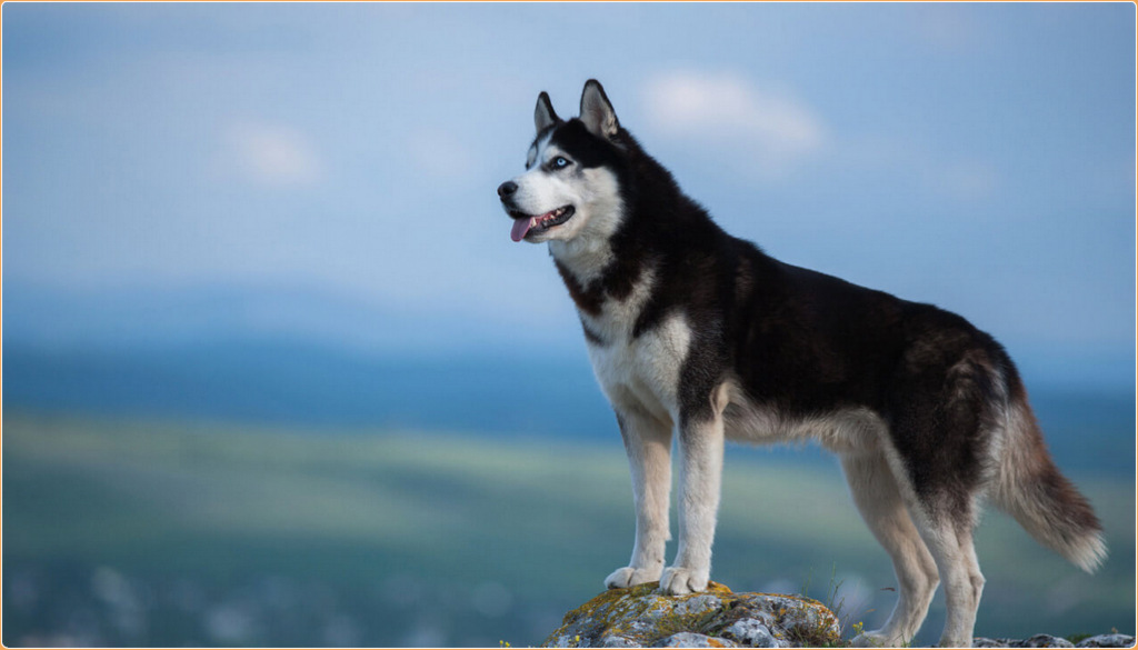 Siberian Husky