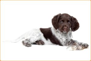 Small Munsterlander – Pointer Dog Breed