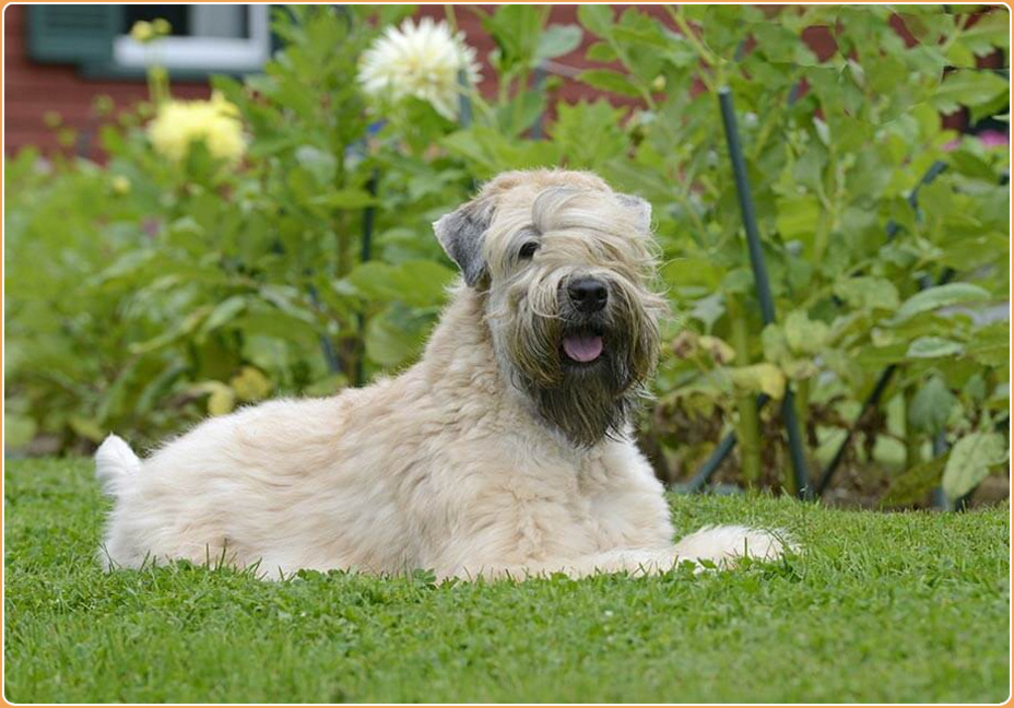 Soft Coated Wheaten Terrier