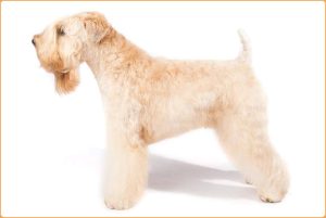 Soft-Coated Wheaten Terrier : A Pure Breed Terrier