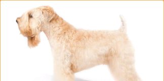Soft Coated Wheaten Terrier