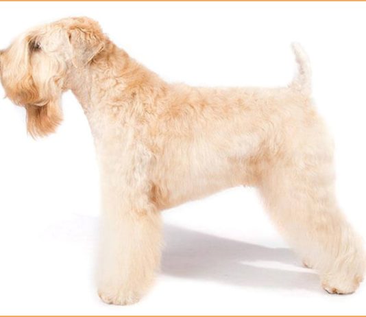 Soft Coated Wheaten Terrier