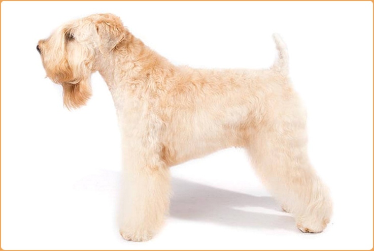 Soft best sale coat wheaten