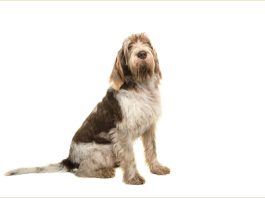 Spinone Italiano