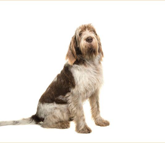 Spinone Italiano