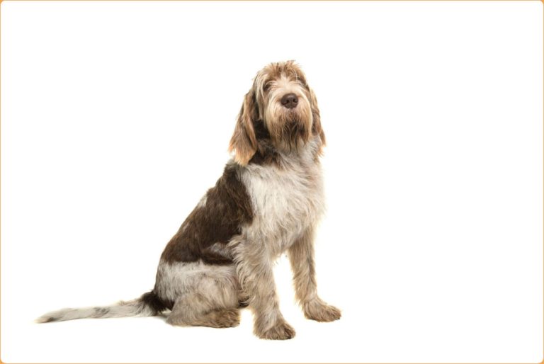 Spinone Italiano