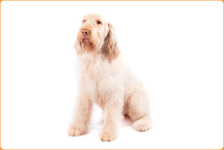 Spinone Italiano