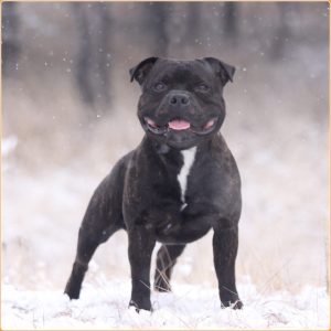 Staffordshire Bull Terrier – A Nanny Dog