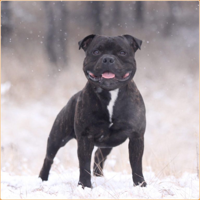 staffordshire bull terrier cushion