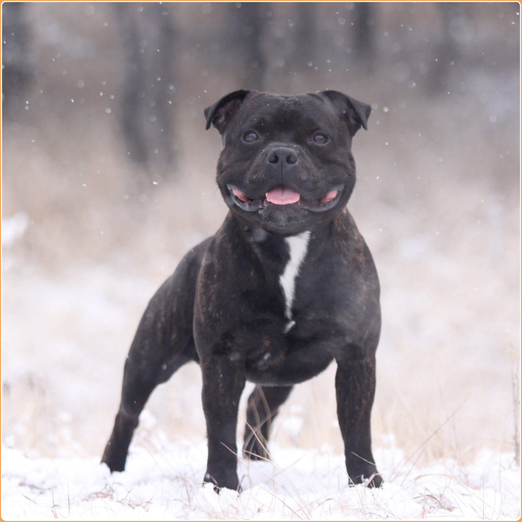 Staffordshire Bull Terrier - Puppies, Facts, Price ...