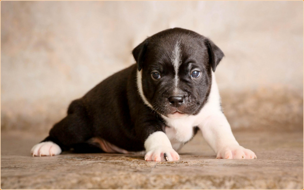 Staffordshire Bull Terrier